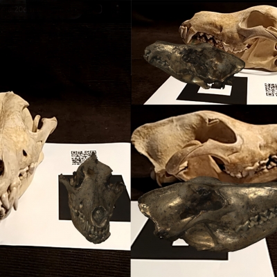 Alla scoperta del primo lupo, con la realtà aumentata