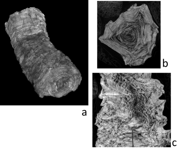 Tomographic reconstuction, axial section and longitudinal section of an unopened papyrus roll from Herculaneum.png