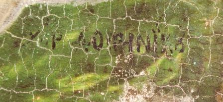 Macro firma in luce diffusa by Thierry Radelet