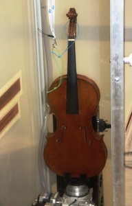 Viola amati 2