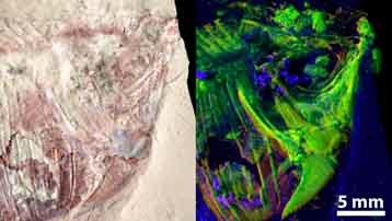 cnrs-fossili-xray