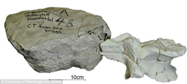 fossili dinosauri 3d