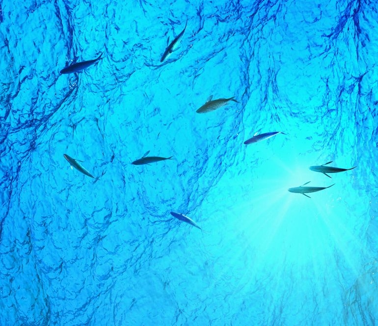 Tecnologie interattive e ambienti virtuali per il nuovo Acquario Multimediale del Comune di Diamante in Calabria