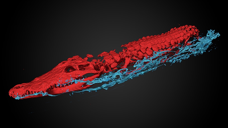 Analisi tomografiche di una mummia di coccodrillo rivelano la presenza di baby crocs