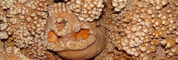 Uomo di Altamura il più antico Neanderthal da cui sia stato estratto DNA